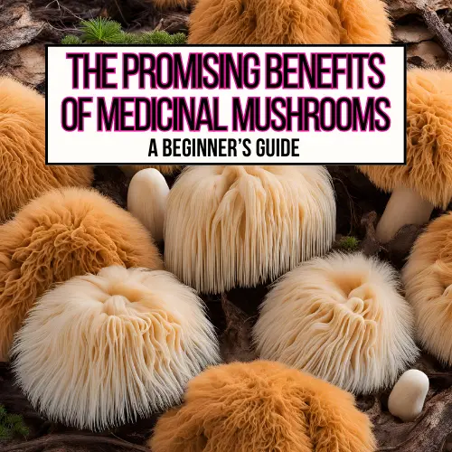 Lion's mane mushrooms in the wild for the promising benefits of medicinal mushrooms featured image.